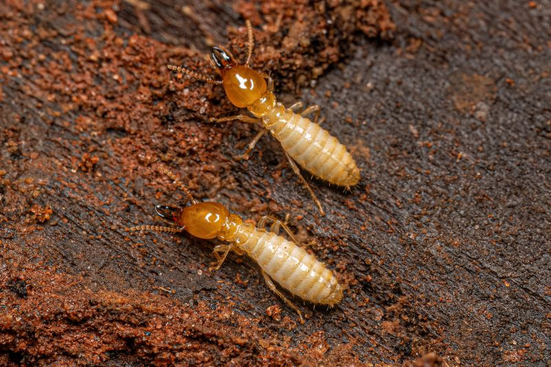 Contact About Termite Damage Inspection Service