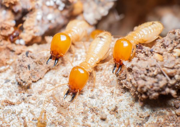Grow your Termite Damage Inspection Service business