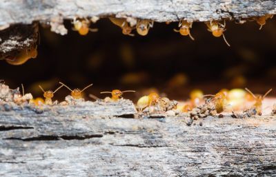 Termite Damage Inspection Service