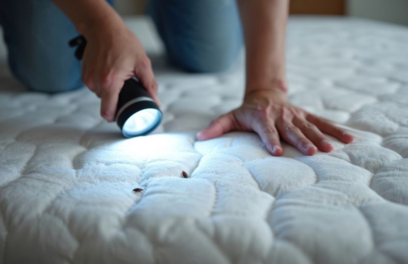 Bed Bug Treatment Service