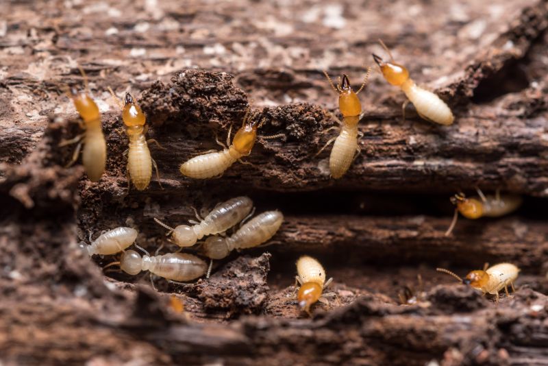 Common Signs Of Termite Activity In Commercial Properties
