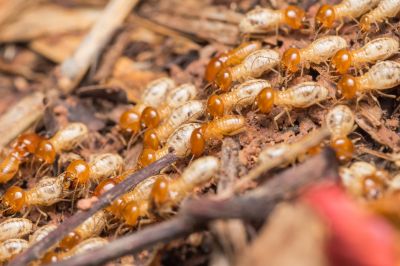 Health And Property Risks Associated With Termite Activity