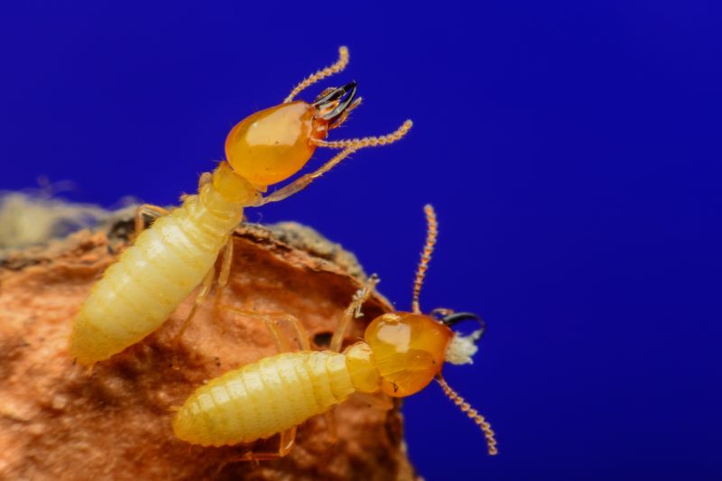 How Termites Threaten Commercial Buildings And Structures