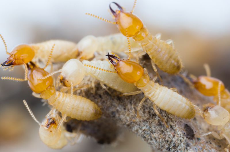 How Termites Threaten Commercial Buildings And Structures