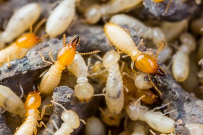 Preventing Termite Infestations In Offices, Warehouses, And Retail Spaces