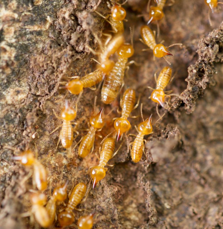 Termite Damage Inspection Service