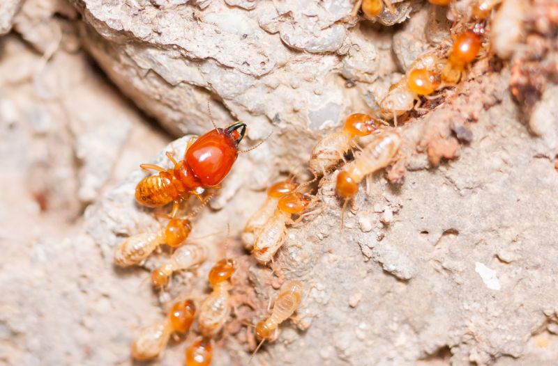 Termite Damage Inspection Service