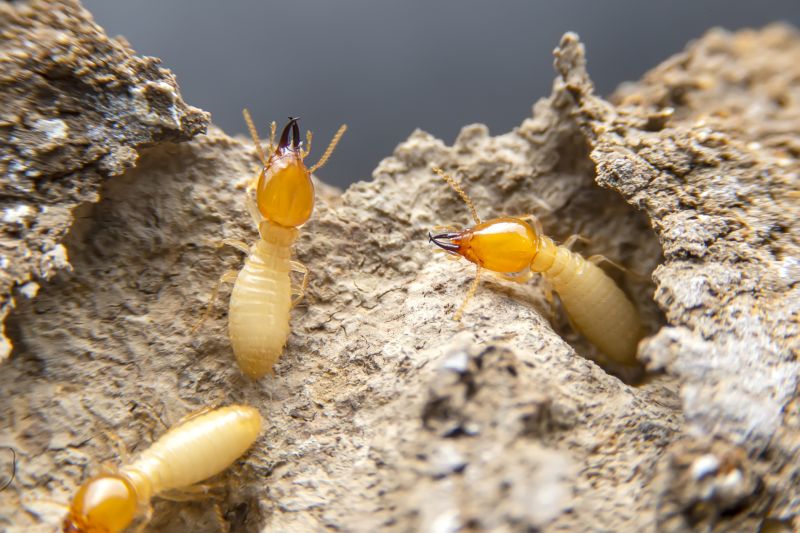 Termite Damage Inspection Service
