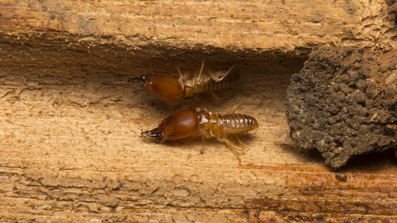 Detecting Termite Tunnels
