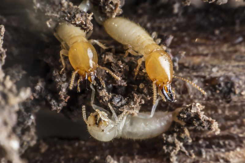 Termite Damage Inspection Service