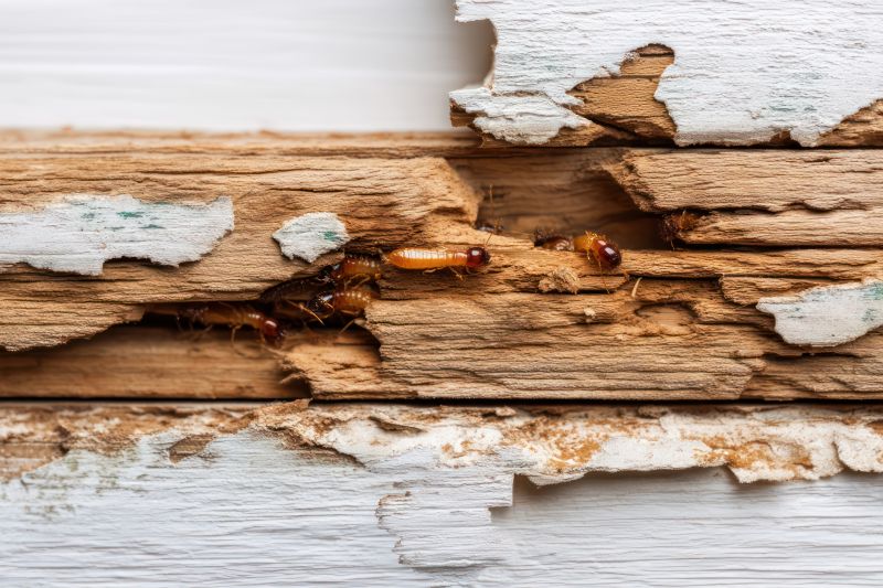 Termite Damage Inspection Service