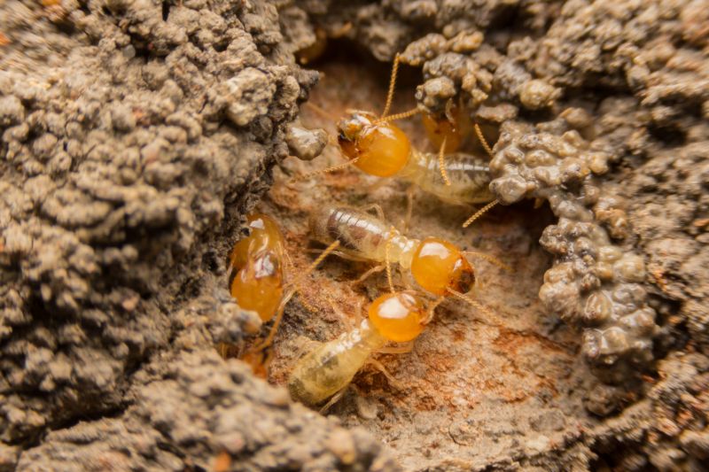 The Hidden Costs Of Termite Damage In Commercial Buildings