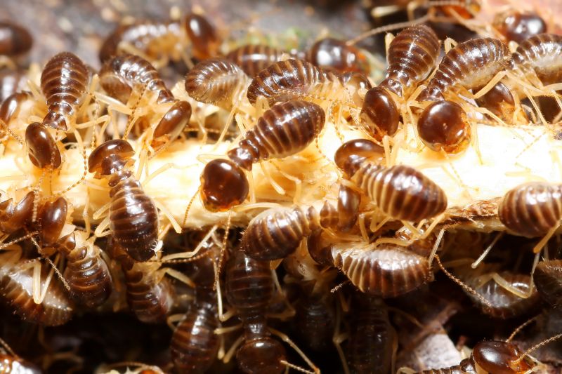 Why Professional Termite Pest Control Is More Effective Than Diy Treatments